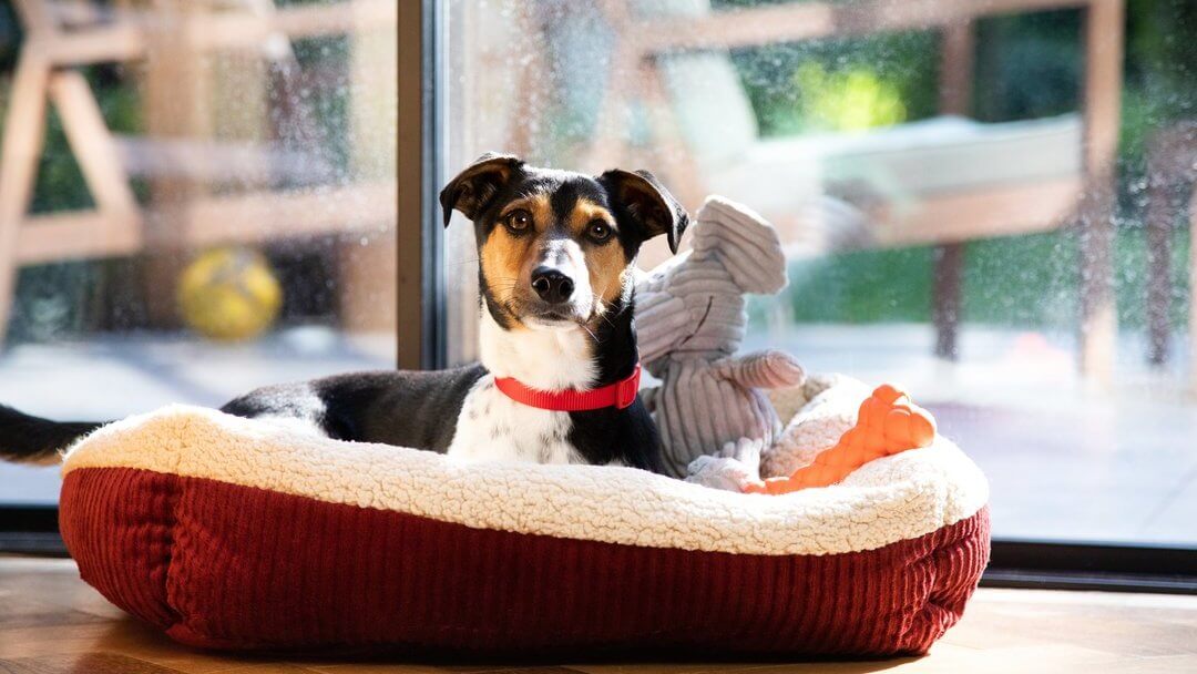 How to train a dog to sleep in a dog bed shop